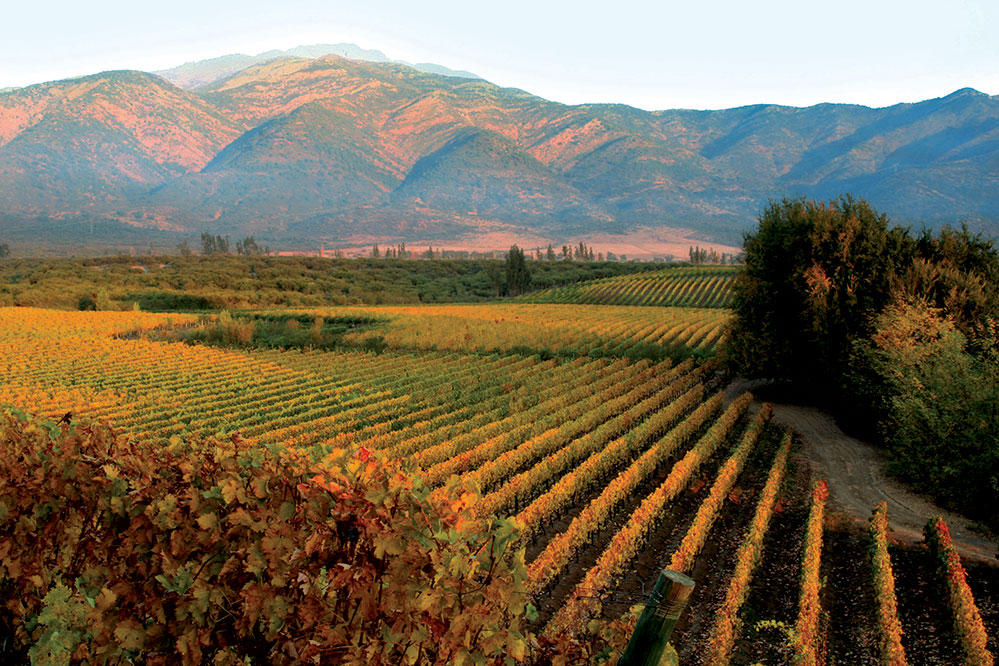 The lush vineyards of Casa Silva